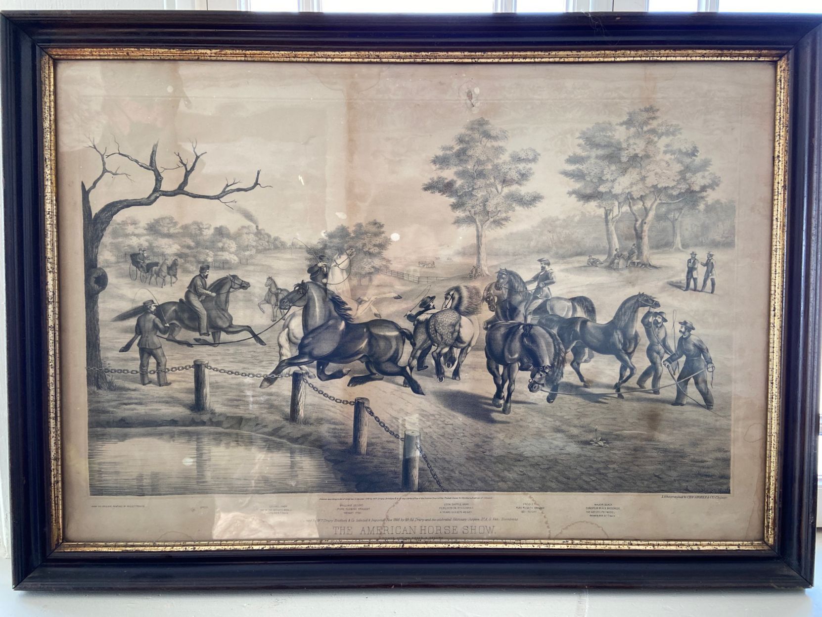 horses
